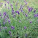 348100-lavendel