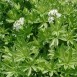 349000-lieve-vrouwe-bedstro