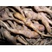 354340-maralroot