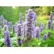 354510-mexicaanse-mint-blauwe-lavender-spikes