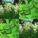 354800-moerasspirea