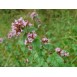 356000-oregano