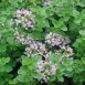 356005-oregano