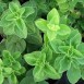 356020-oregano-griekse