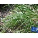 357600-reukgras-gewoon