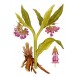 361200-smeerwortel