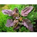 368700-weegbree-rode-grote-rode