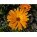 510200-calendula-officinalis-nova
