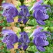 518600-dracocephalum-moldavicum-blue-dragon