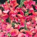 531240-lathyrus-odoratus-honey-pink-apricot-sprite