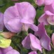 531750-lathyrus-odoratus-lavender-royal-type