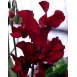 532120-lathyrus-odoratus-burnished-bronze-windsor-midnight