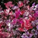 532350-lathyrus-odoratus-fragrant-ripples-ripple-mixed