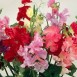 533100-lathyrus-odoratus-continental