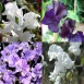 534070-lathyrus-odoratus-skylark-mixed