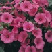 535650-lavatera-trimestris-ruby-regis