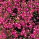 537500-lobelia-erinus-pendula-cascade-red