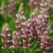 538185-lupinus-hartwegii-avalune-red-white