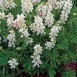 538510-lupinus-nanus-snow-pixie