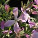 539600-matthiola-longipetala-ssp-bicornis