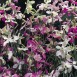 539640-matthiola-longipetala-ssp-bicornis-starlight-scentsation