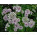 575950-astrantia-major