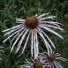 586063-echinacea-pallida