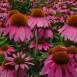 586070-echinacea-purpurea-bravado-starlight