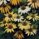 586090-echinacea-purpurea-mellow-yellows
