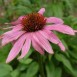 586100-echinacea-purpurea-purple