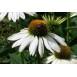 586200-echinacea-purpurea-white-swan