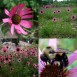 586220-echinacea-tennesseensis