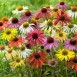 586300-echinacea-hybriden-paradiso-dwarf-mix