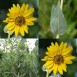 589930-helianthus-mollis
