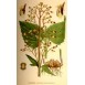 603600-scrophularia-nodosa