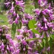 604780-stachys-officinalis