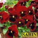 607500-viola-wittrockiana-hybriden-abentglut-alpine-glow