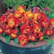 607520-viola-wittrockiana-hybriden-amber-kiss-f1
