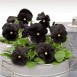 607560-viola-wittrockiana-hybriden-black-star-black-crystals