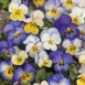 607795-viola-wittrockiana-hybriden-floral-days-cool-summer-breeze