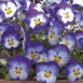 607805-viola-williamsii-floral-power-stone-washed-denim-f1