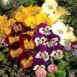 607810-viola-wittrockiana-hybriden-four-cats-f1