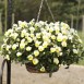 607900-viola-wittrockiana-hybriden-freefall-cream