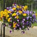 607905-viola-wittrockiana-hybriden-freefall-formula-mixed