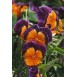 608000-viola-wittrockiana-hybriden-jolly-joker-f2
