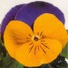 608020-viola-wittrockiana-hybriden-joker-blau-gelb-f2