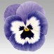 608040-viola-wittrockiana-hybriden-joker-light-blue-f2-inspire-blue-angel