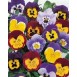 608050-viola-wittrockiana-hybriden-joker-mix-f2