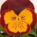 608060-viola-wittrockiana-hybriden-joker-rot-gold-f2