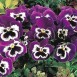 608200-viola-wittrockiana-hybriden-mr-cool-f1-inspire-plus-violet-face-f1